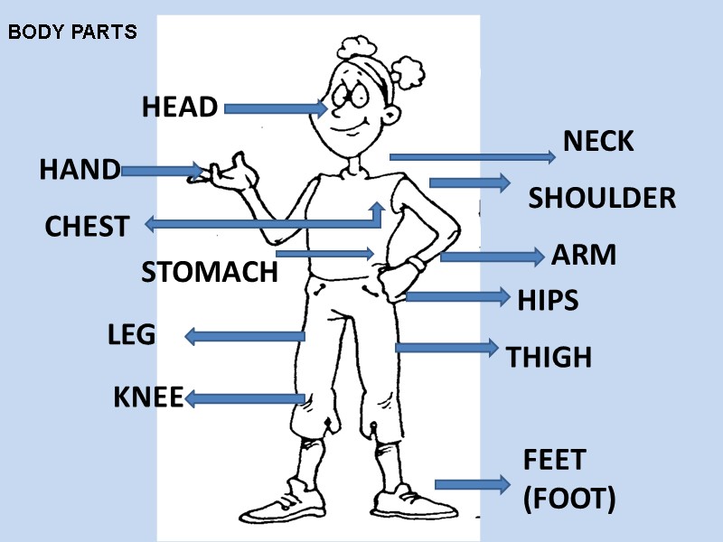 HEAD NECK SHOULDER HAND CHEST STOMACH ARM HIPS LEG KNEE THIGH FEET (FOOT) BODY